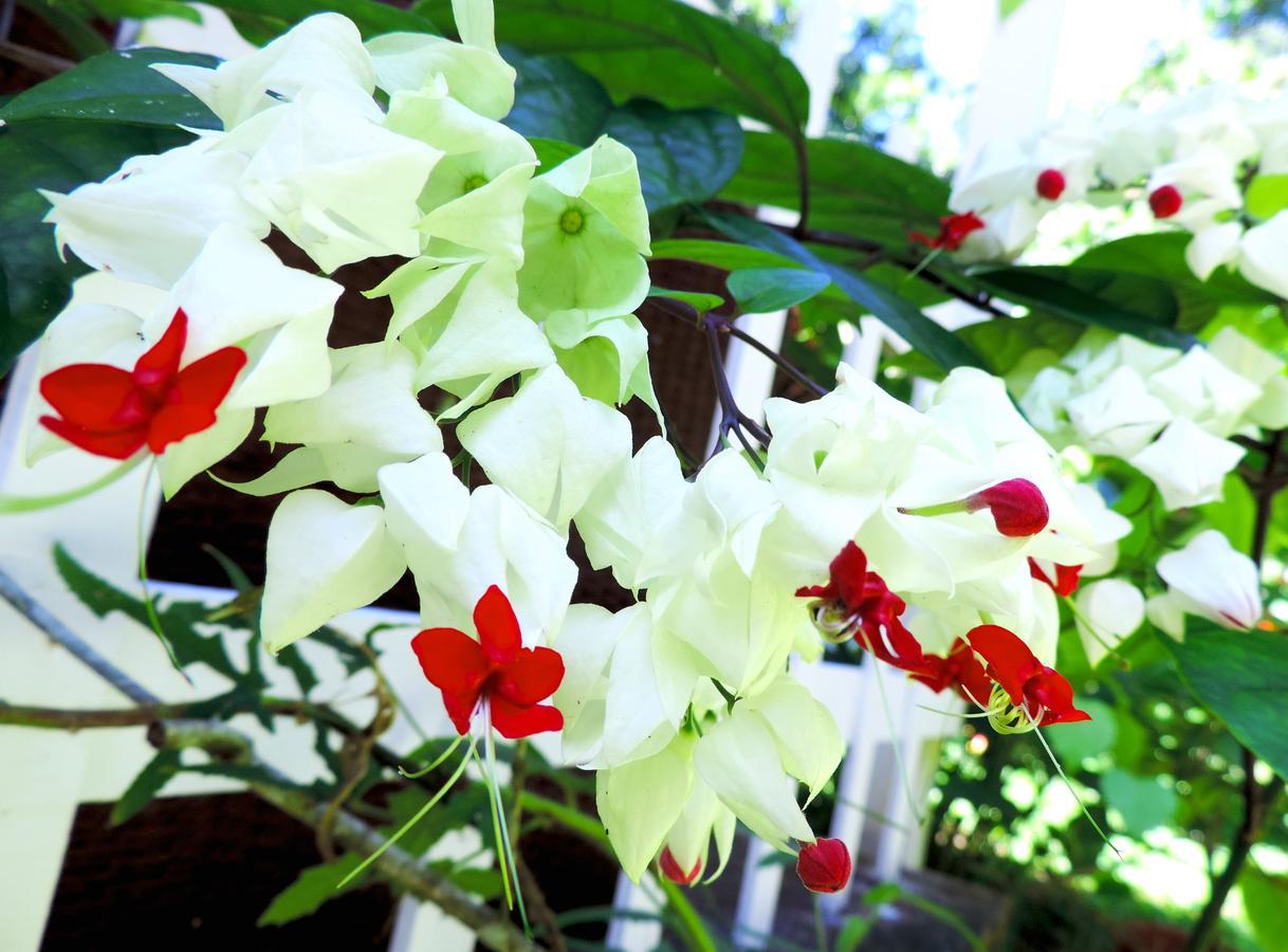 Rosa Lodge Cahuita Eksteriør billede
